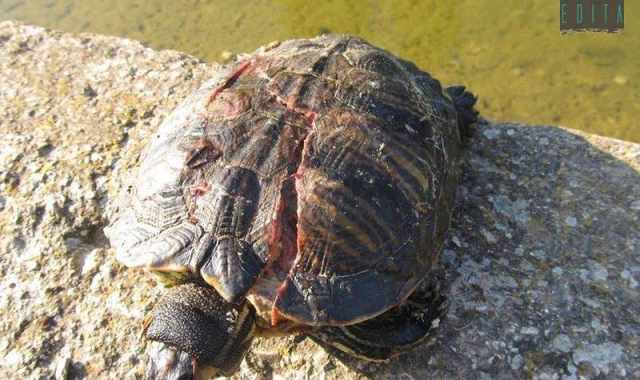 Parco 2 Giugno, c' chi lancia sassi contro le tartarughe. E le uccide